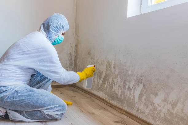Licensed Basement Mold Remediation service in Woodbridge, VA - Car Mold Remediation