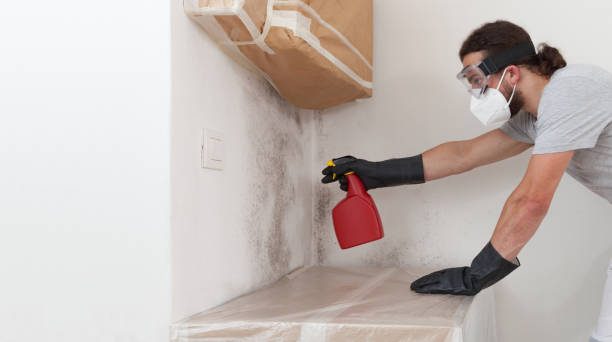 Professional Basement Mold Remediation technician working in Woodbridge, VA