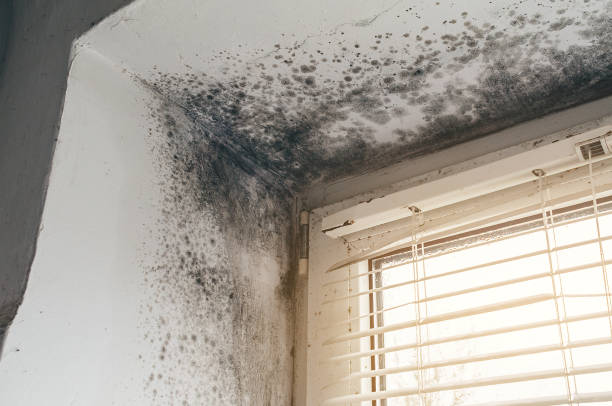 Affordable Basement Mold Remediation solutions in Woodbridge, VA