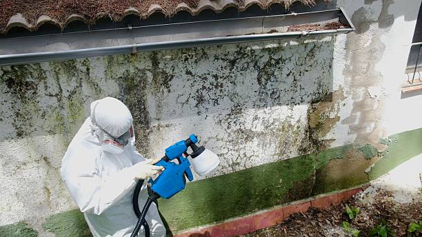 Top rated local Basement Mold Remediation specialists in Woodbridge, VA